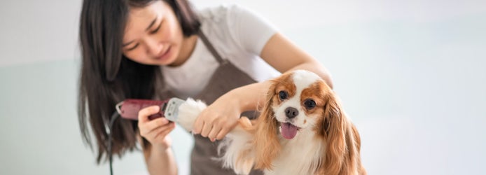 female dog groomer grooming a Cavalier King Charles Spaniel dog