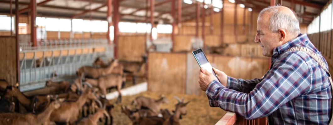 Cattleman with tablet computer and standing by goat domestic animals in farmhouse. How to Find the Best Business Insurance in Whitefish, Montana.