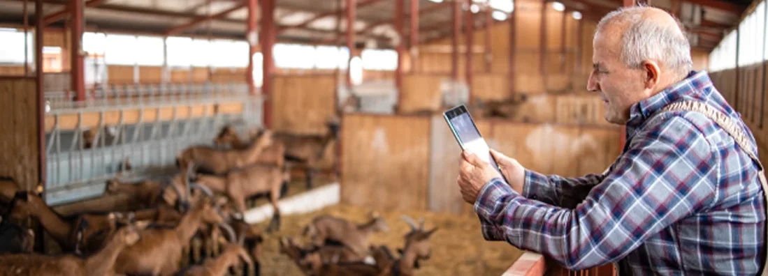Cattleman with tablet computer and standing by goat domestic animals in farmhouse. How to Find the Best Business Insurance in Whitefish, Montana.