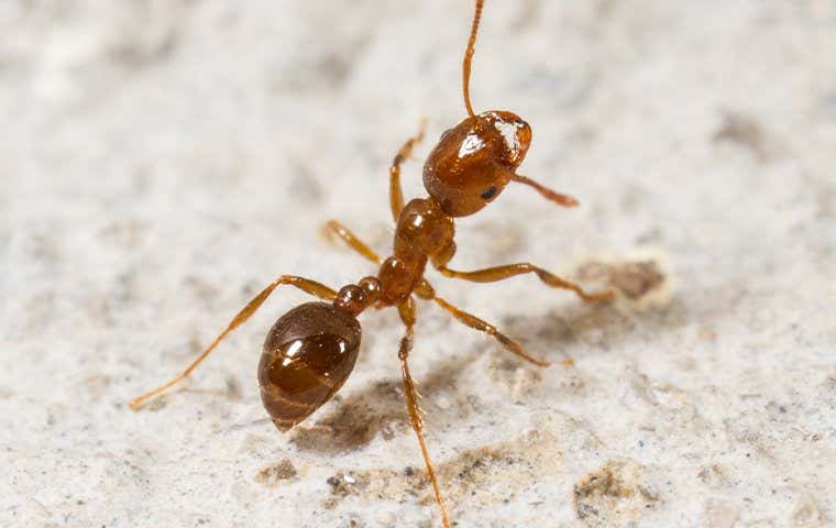 one ant up close