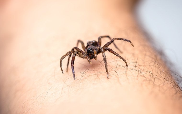 a spider on an arm