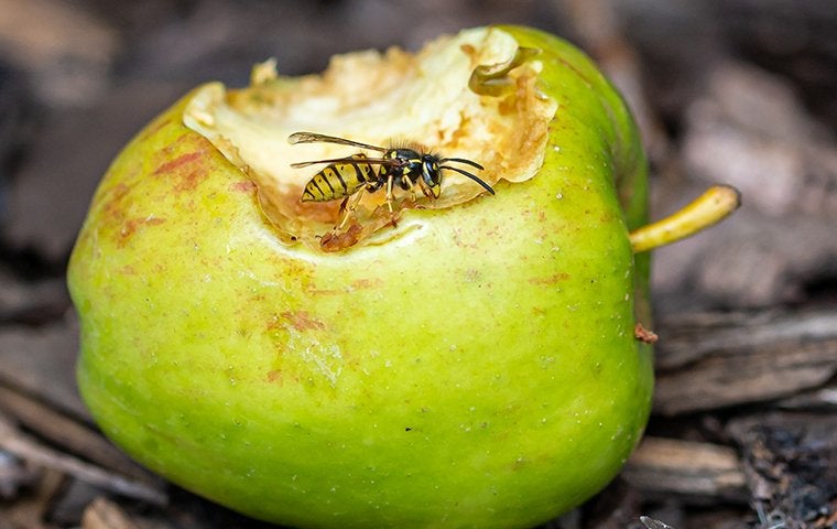 wasp on a green apple