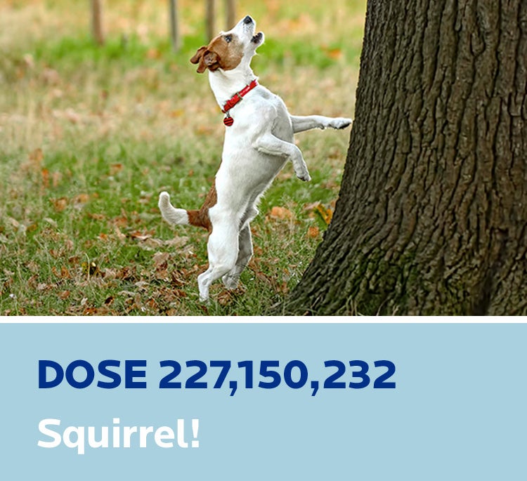 Jack Russell terrier barking up a tree