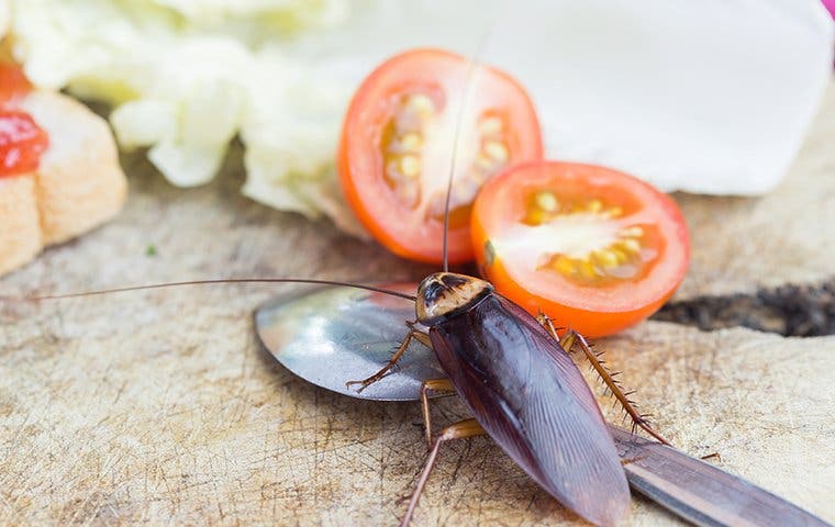 cockroach eating food