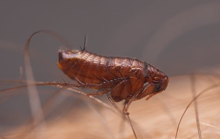 a flea biting human skin