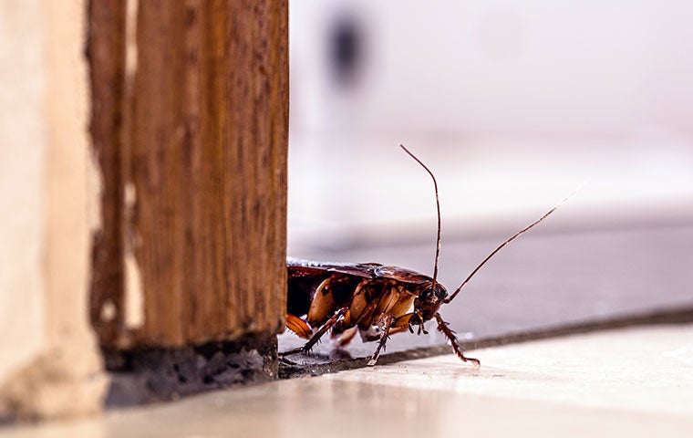 cockroach near door jam