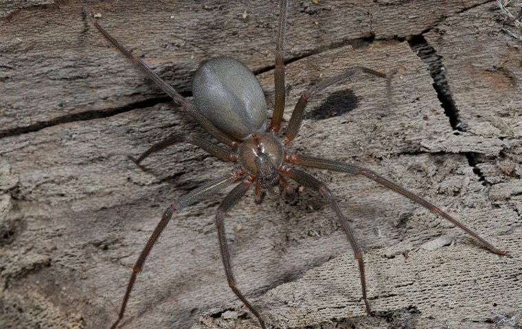 brown recluse spider outside a home