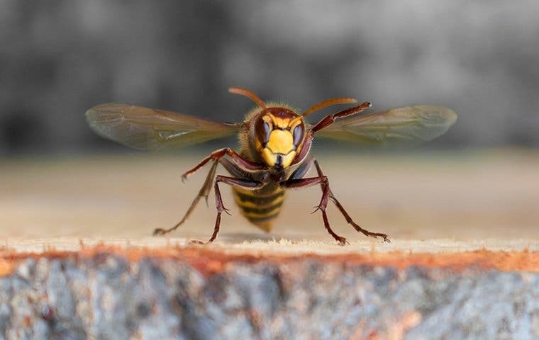 a wasp flying in a backyard