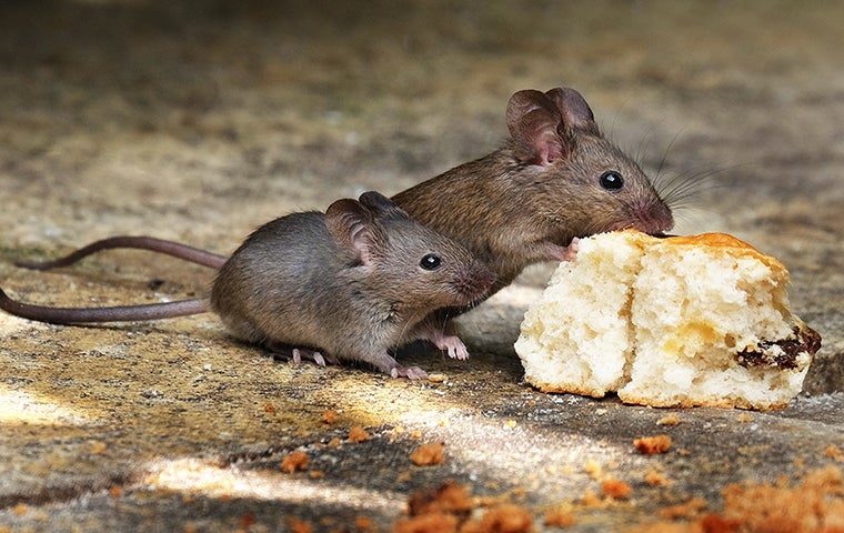 house mice eating biscuit
