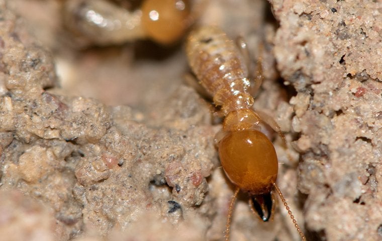 termites chewing