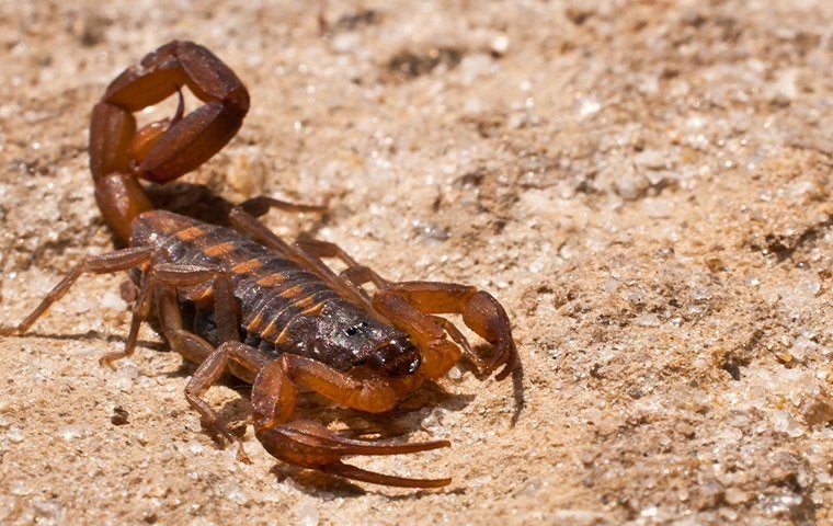a bark scorpion on the sand