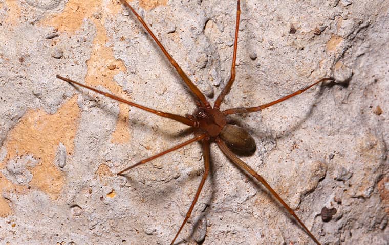 brown recluse crawling up the wall