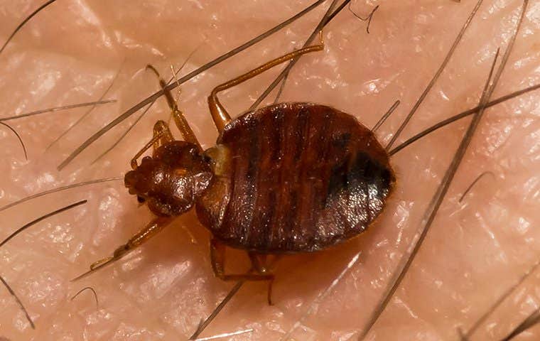 bedbug on skin in san antonio texas