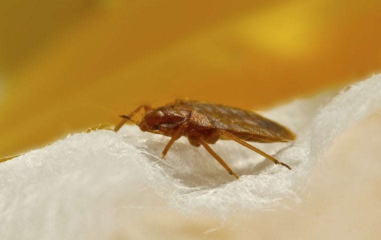 a bed bug on a white blanket