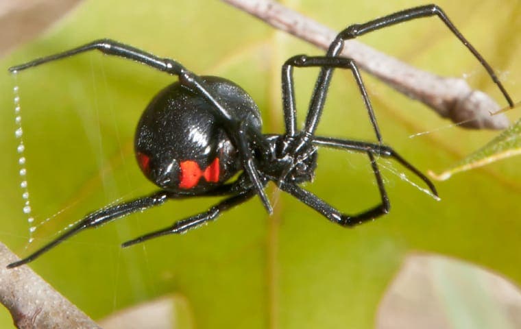 a black widow spider in its web