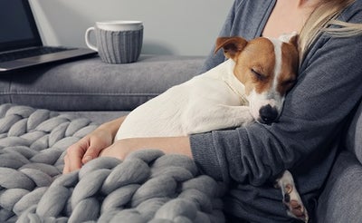 A woman sitting on a couch with a cozy blanket on her lap and her dog (possibly a Jack Russel) asleep against her chest. 