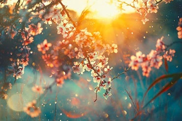 Sunlight beaming through the branches of a cherry laurel tree.