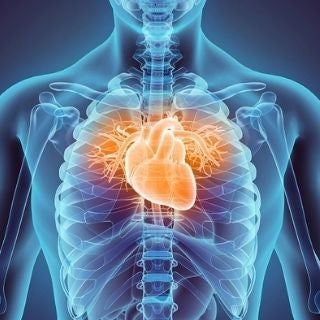Animated image of the human body with heart in focus