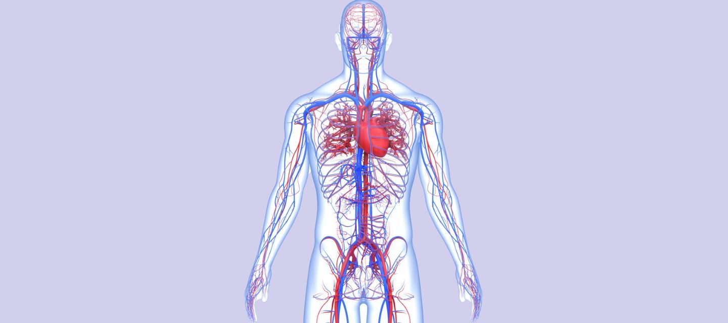 illustration of human body arterial system