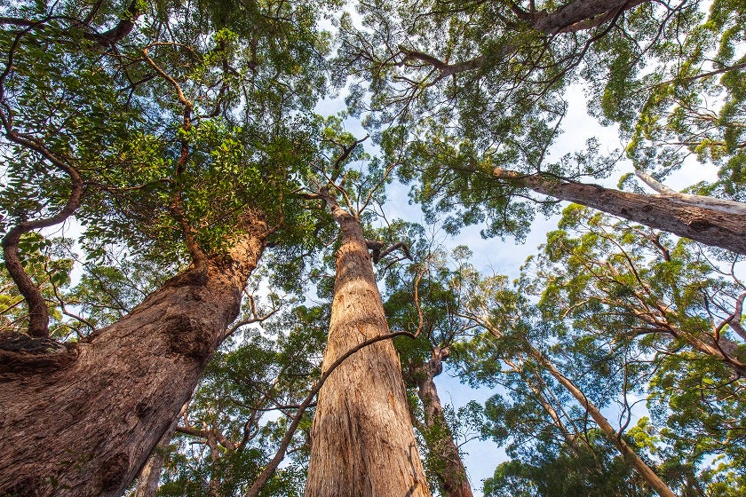 Tall trees covered in foliage reaching into the sky