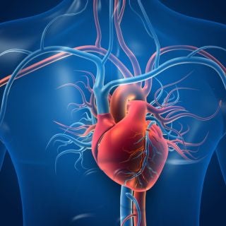 3D illustration of a heart