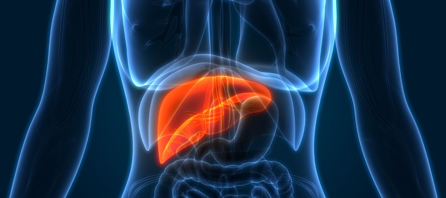 3D image of human liver