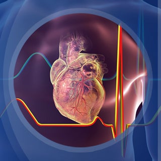 Animated image of the heart