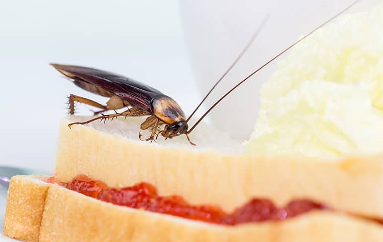 Cockroach on a jam sandwich