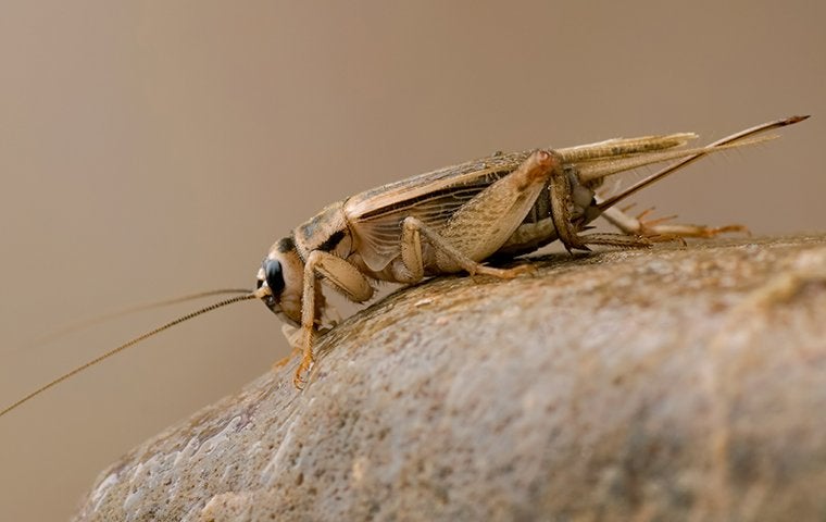 cricket crawling on rock