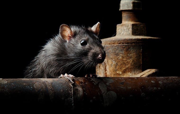 a rat in a basement