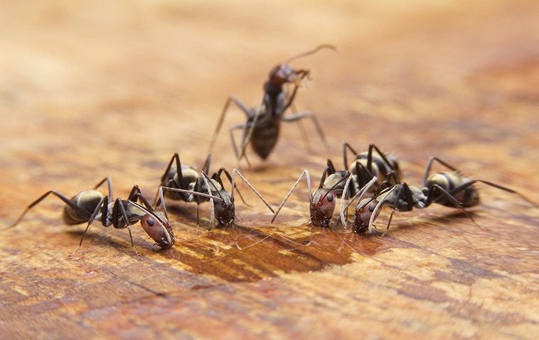 ants on a kitchen table