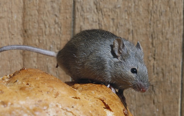 a house mouse crawling on bread