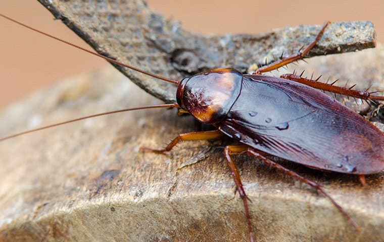 cockroach on wood in shed