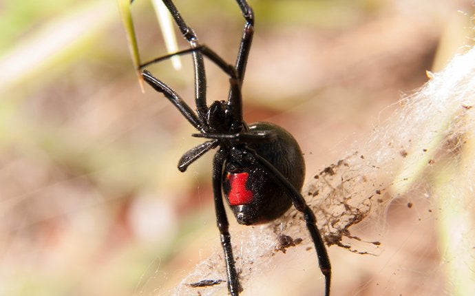 up close image of a black widow spider in its web