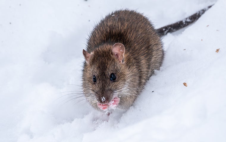 gray rat in the snow