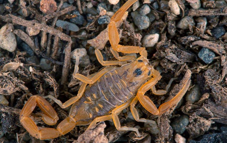 a scorpion outside in queen creek arizona