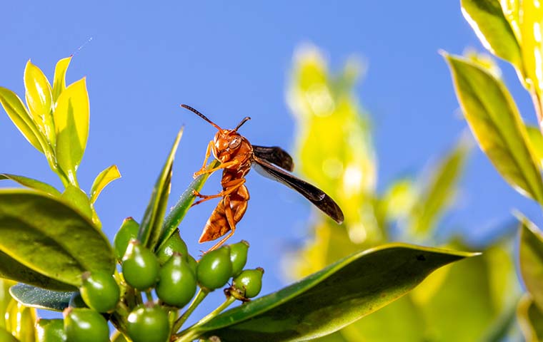 paper wasp on plant