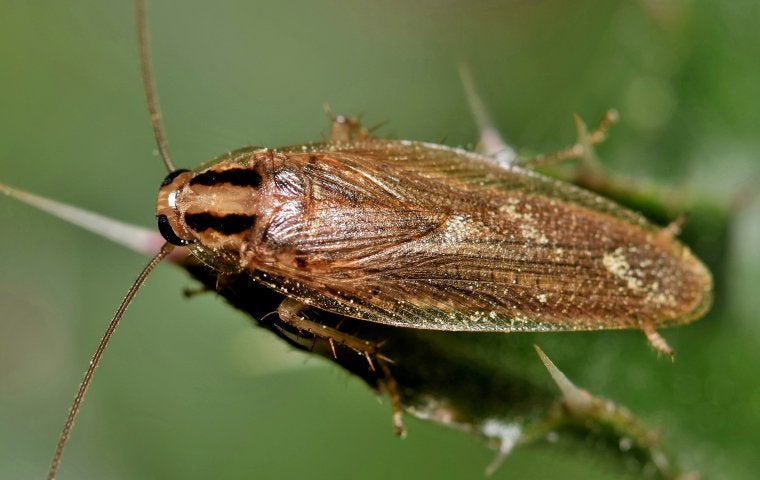 a german roach on a plant leaf