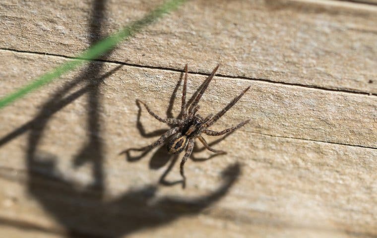 a wolf spider on a wall