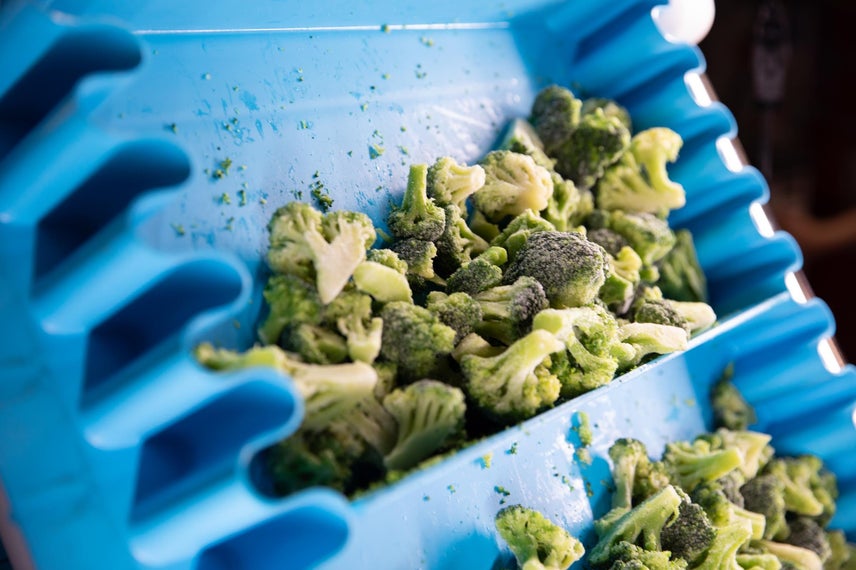 Broccoli spears on ThermoDrive incline belt with flights and Synchronized Sidewalls