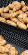 Potatoes on black abrasion-resistant modular plastic belt