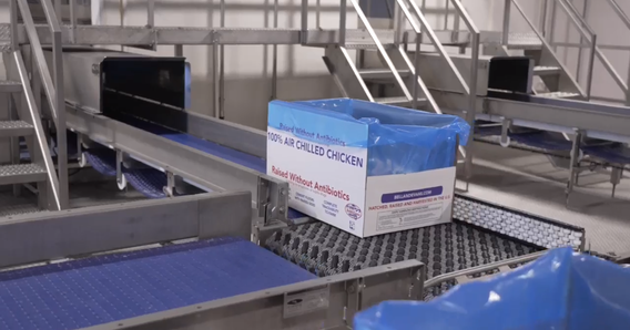 Caja blanca abierta forrada con plástico azul transferida entre transportadores en unidad de transferencia ARB. La caja está etiquetada "Pollo refrigerado 100 % por aire".
