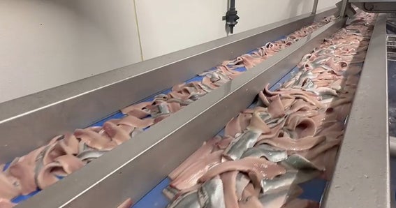 加工施設内の青いコンベアベルトに沿って移動する鮮魚の切り身