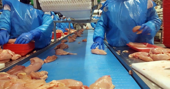 Torsos de trabalhadores com luvas azuis e uniformes Ty-vek manuseando peitos de frango ao longo do transportador com esteira ThermoDrive