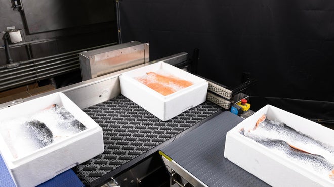 直角のコンベア間を移動する、氷の入ったクレート内のホールサーモンとサーモンフィレ