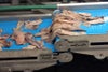 Squid filets transferring between ThermoDrive conveyor belts
