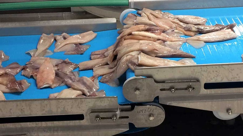 Squid filets transferring between ThermoDrive conveyor belts