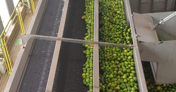 Oranges on Series 4500 belt on feed line