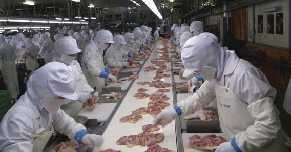 Trabalhadores processando frango na esteira transportadora ThermoDrive branca