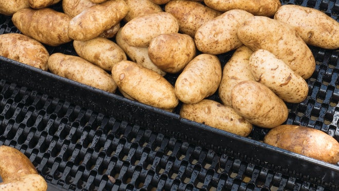 Potatoes on Series 1750 abrasion resistant conveyor belt